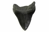 Fossil Megalodon Tooth - South Carolina #341388-1